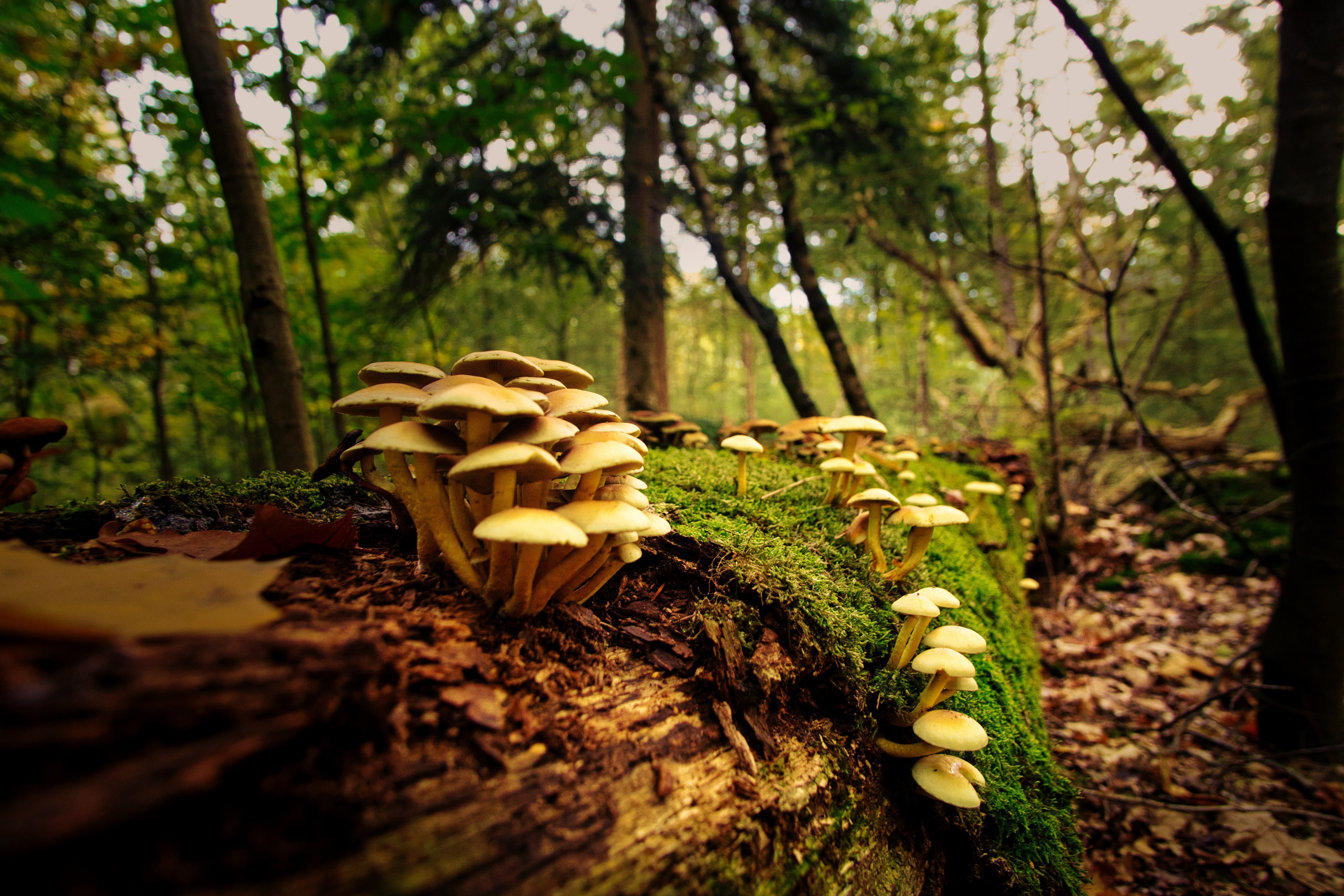 TeaserBild: Pilze auf Baumstamm (Foto von Joran Quinten auf Unsplash)
